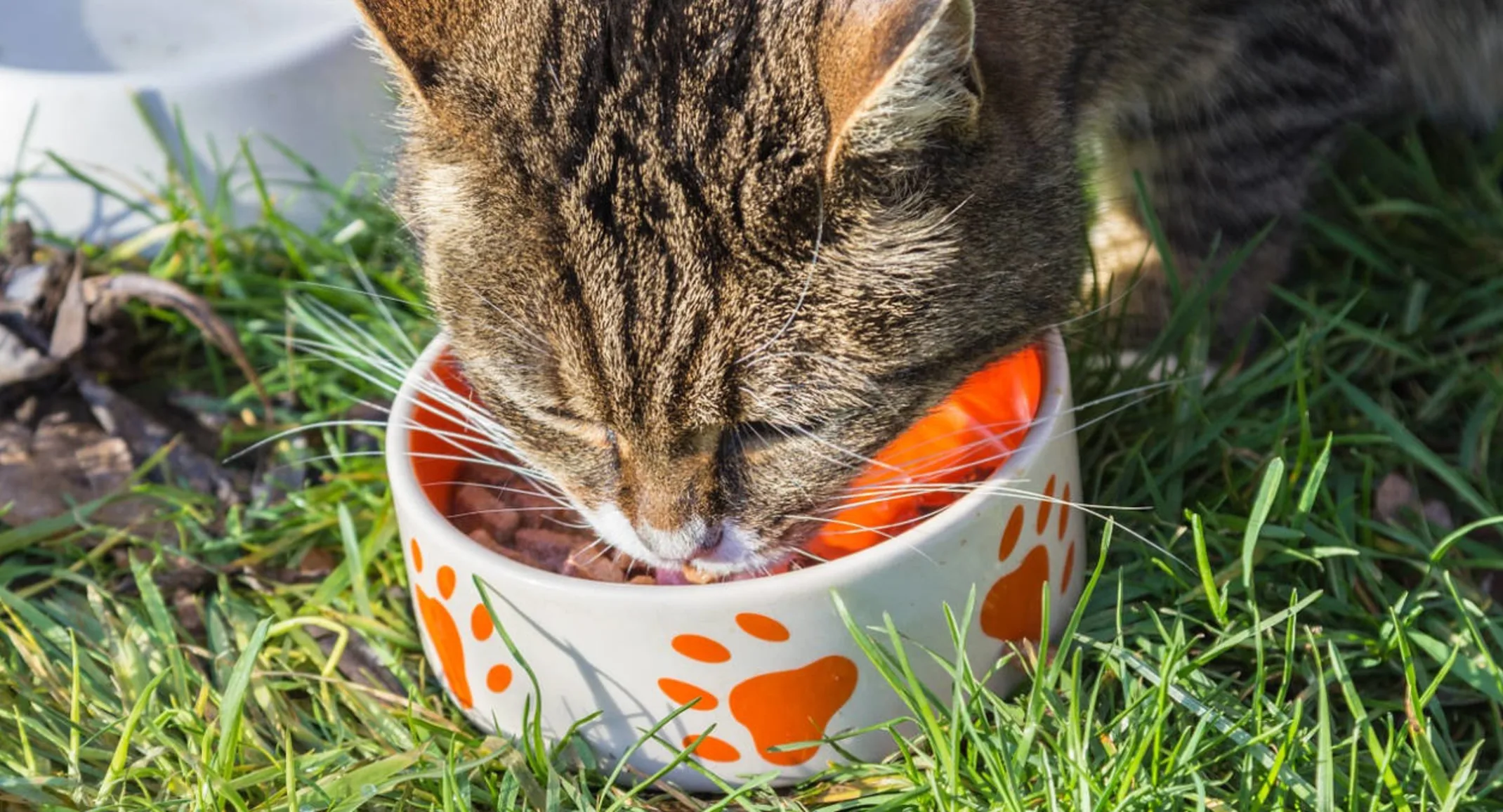 Brown Cat Eating Out of Food Bowl Outside